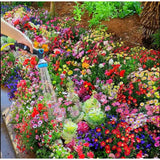 Mixed Perennial Flowers seeds30 60kinds Mixed
